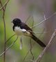 Willy Wagtail, Myrtleford, Australia